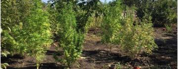 Зелье на лекарства: в Одесской области пенсионерка выращивала коноплю